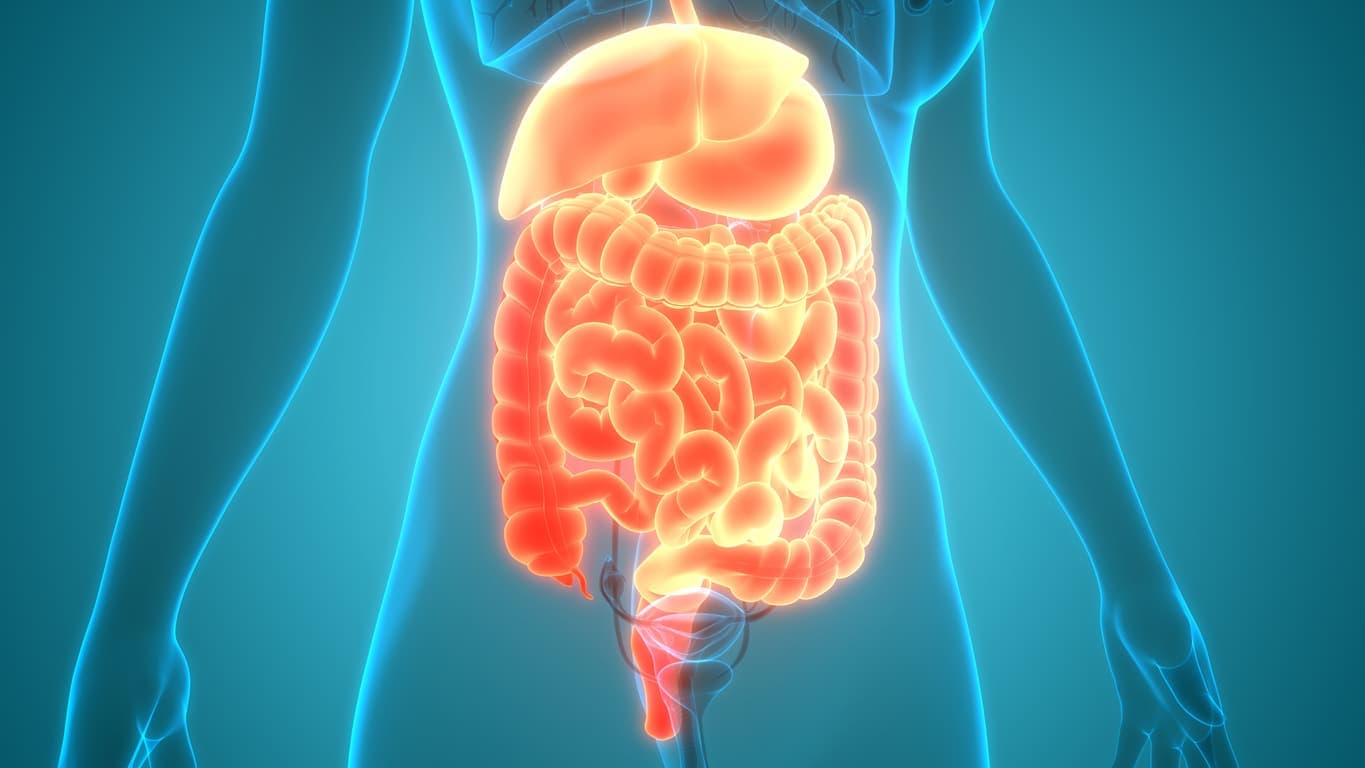 Digestive enzymes and gut health in relation to chiropractic recovery — Nektalov Chiropractic, Forest Hills Queens NY